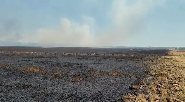 Пшеничное поле сгорело в Ленинградском районе